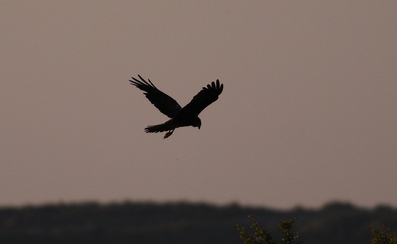 Marsh Harrier
