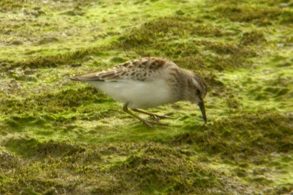 Least Sandpiper