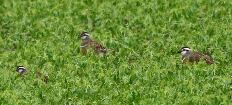 Dotterel