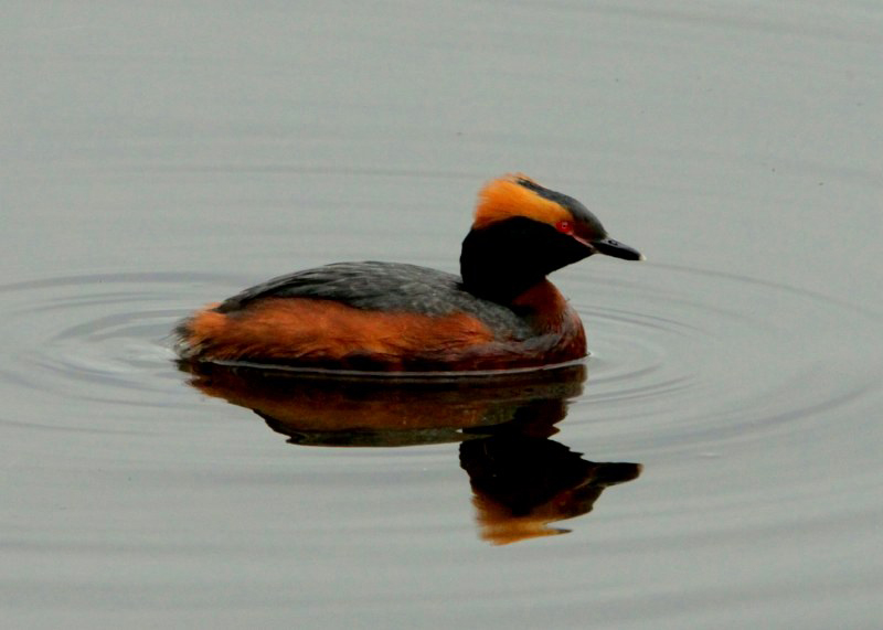 Slavonian Grebe