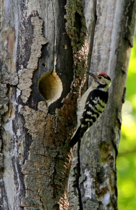 Lesser Spotted Woodpecker