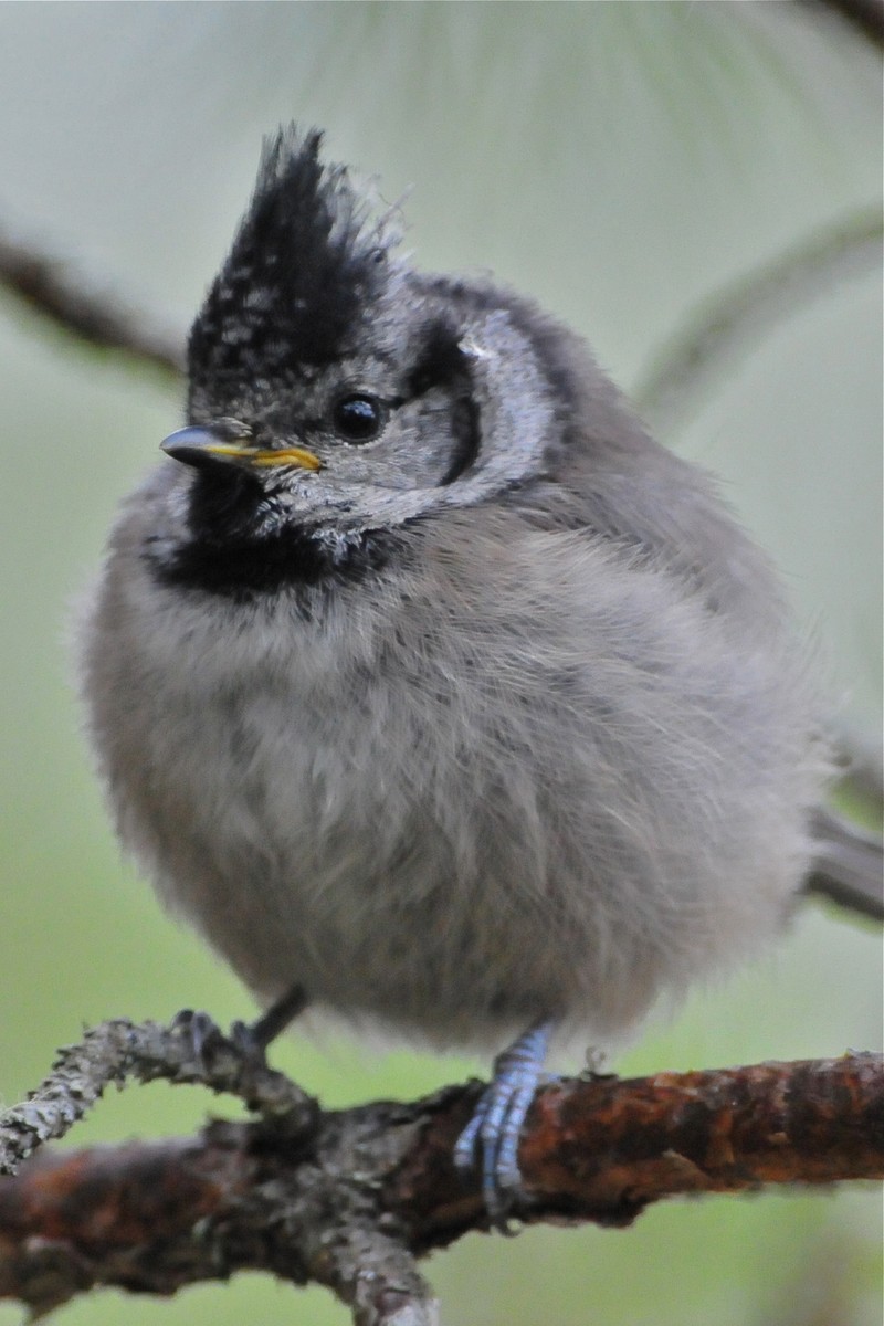 Crested Tit