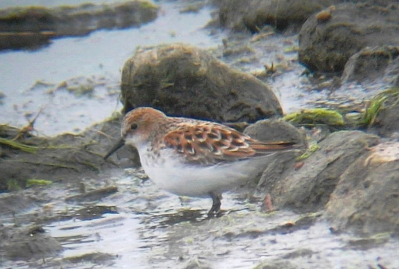 Little Stint