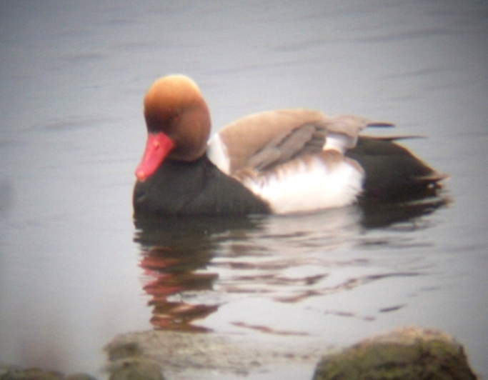 Red-crested Pochard