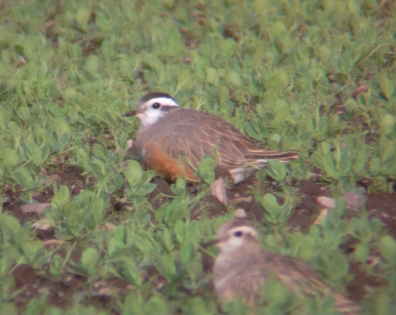 Dotterel