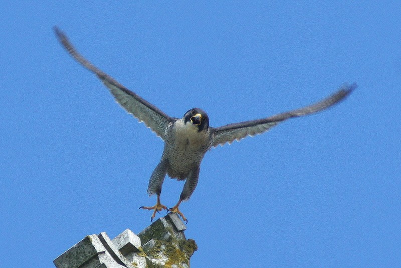 Peregrine