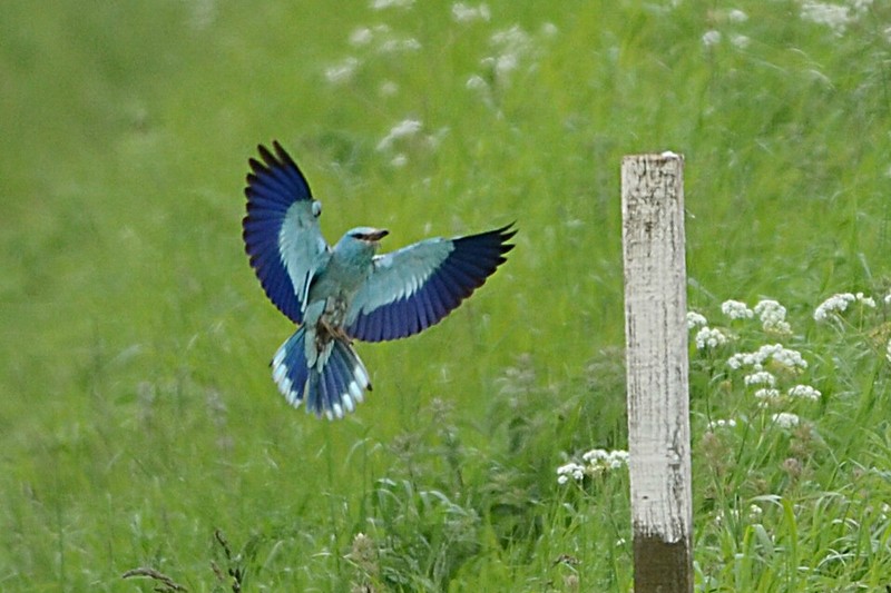 Roller