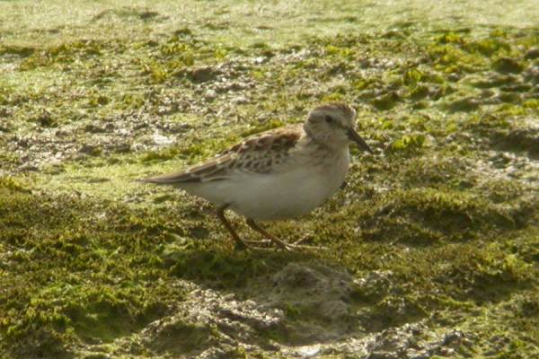 Least Sandpiper