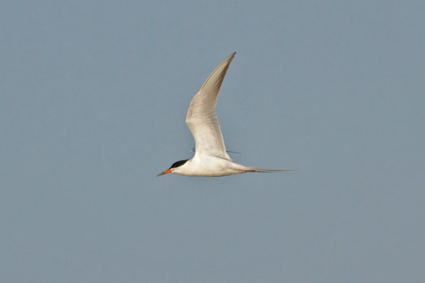 Forster's Tern