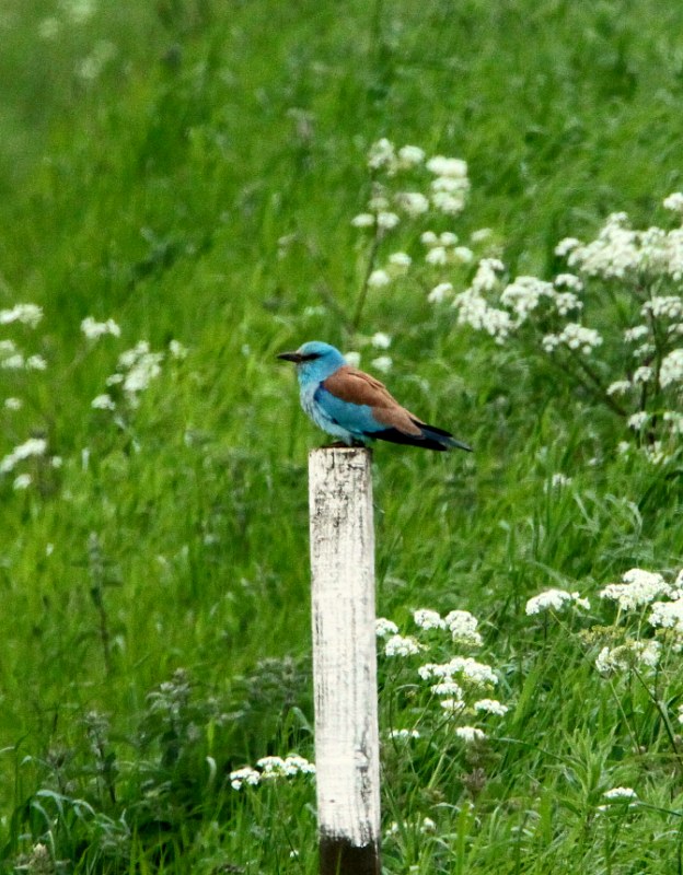 Roller