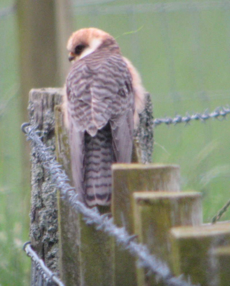 Red-footed Falcon
