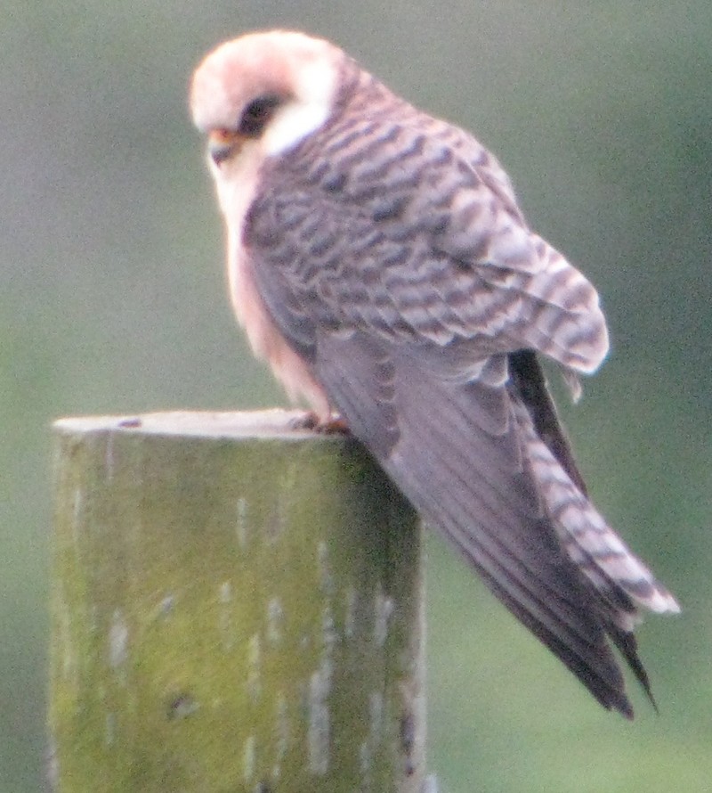 Red-footed Falcon