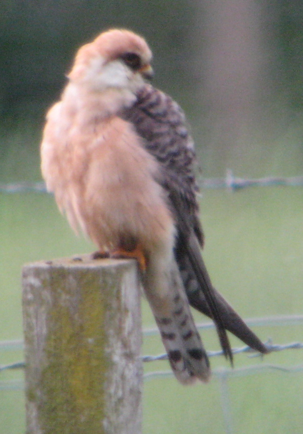 Red-footed Falcon