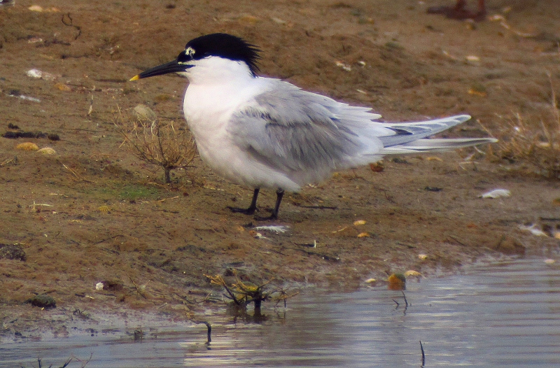 Sandwich Tern