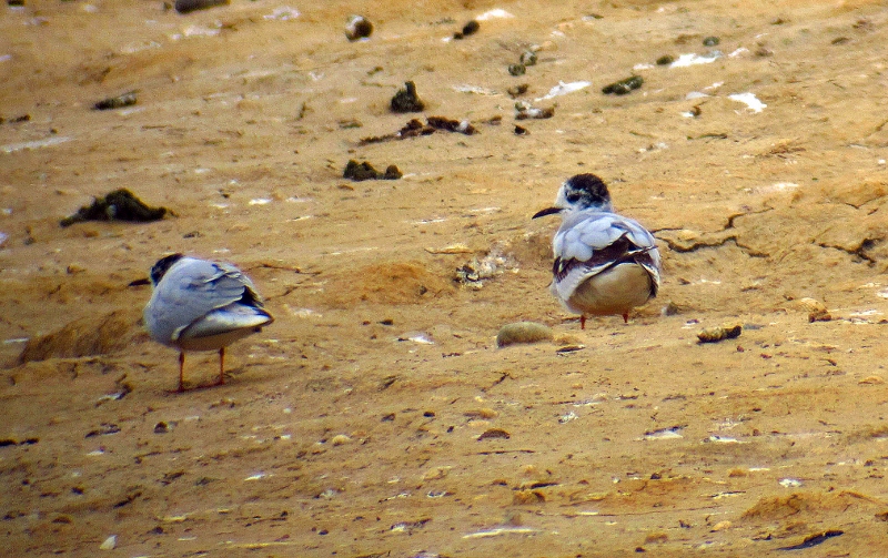 Little Gull