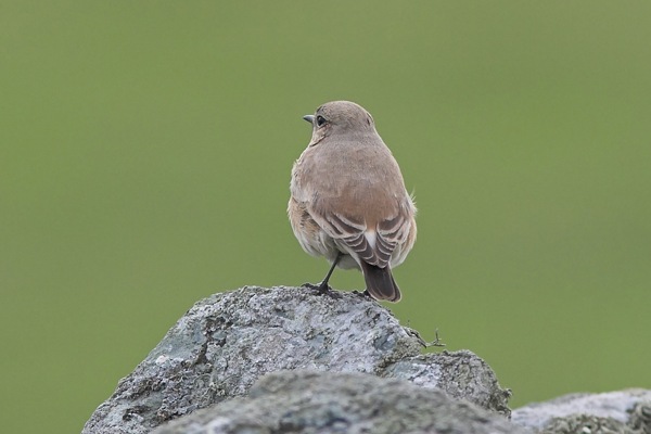 Isabelline Wheatear