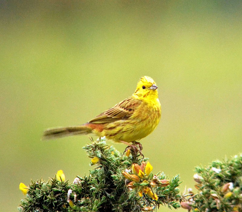 Yellowhammer