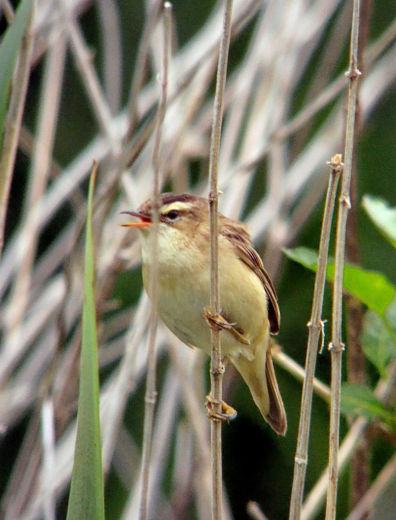 Sedge Warbler