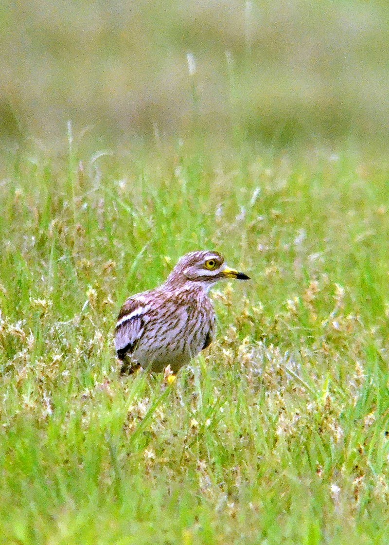 Stone Curlew