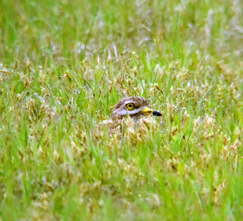 Stone Curlew