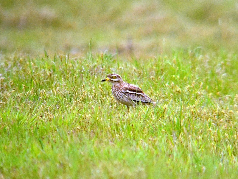 Stone Curlew