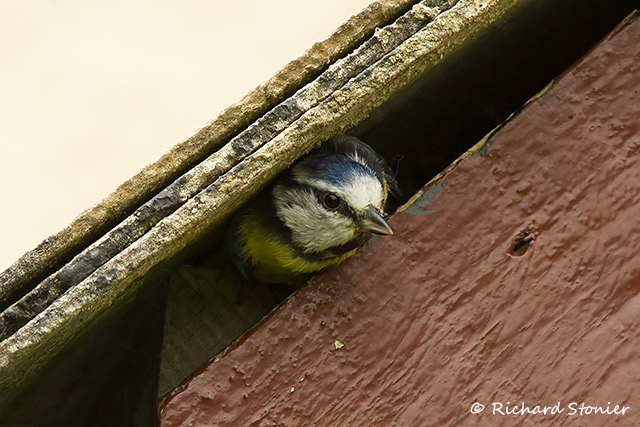 Blue Tit