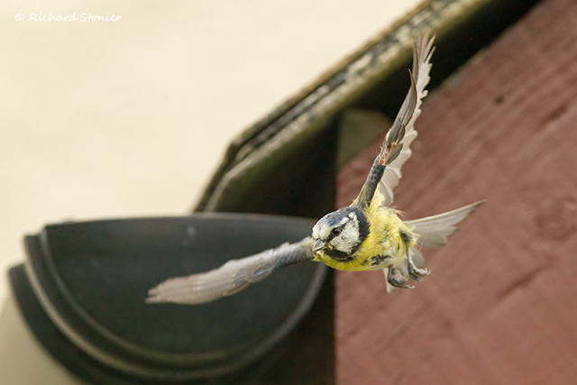 Blue Tit