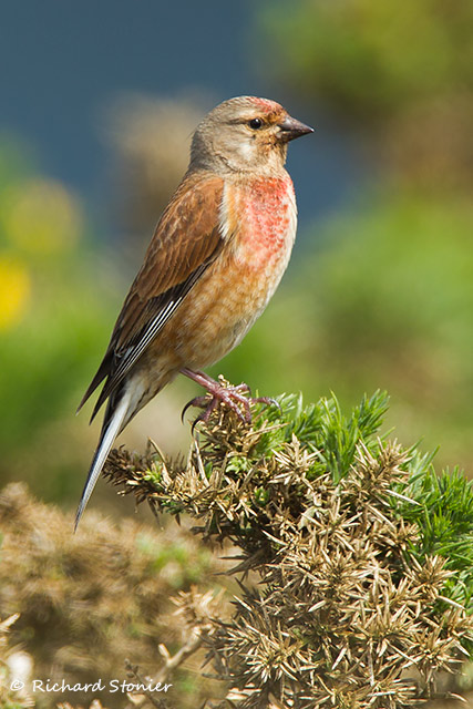 Linnet