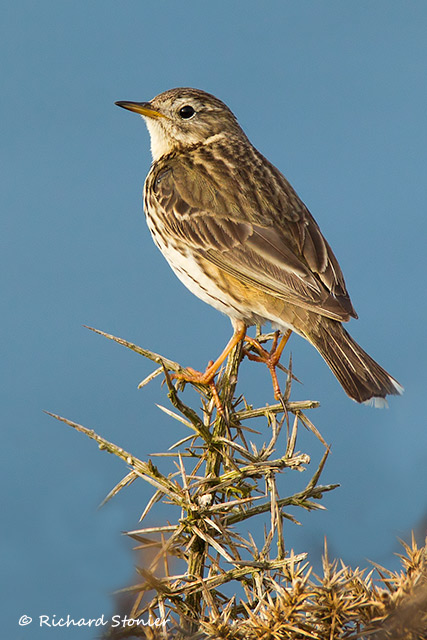 Meadow Pipit