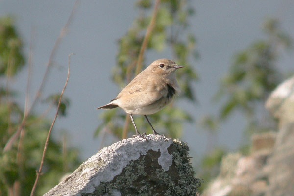 Isabelline Wheatear