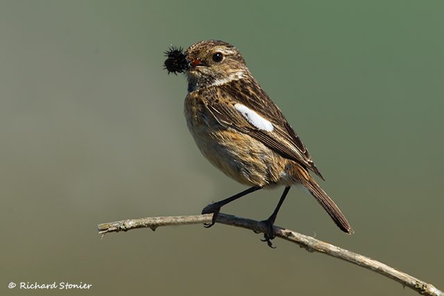 Stonechat