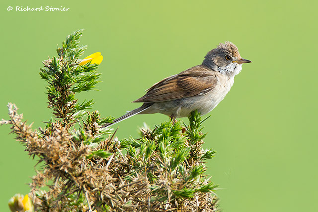 Whitethroat