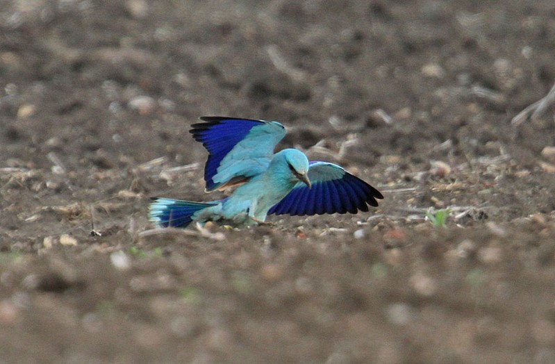 Roller