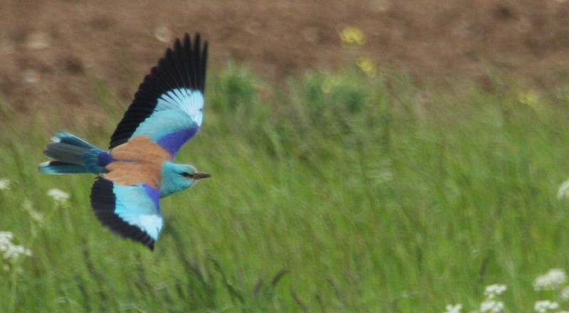 Roller