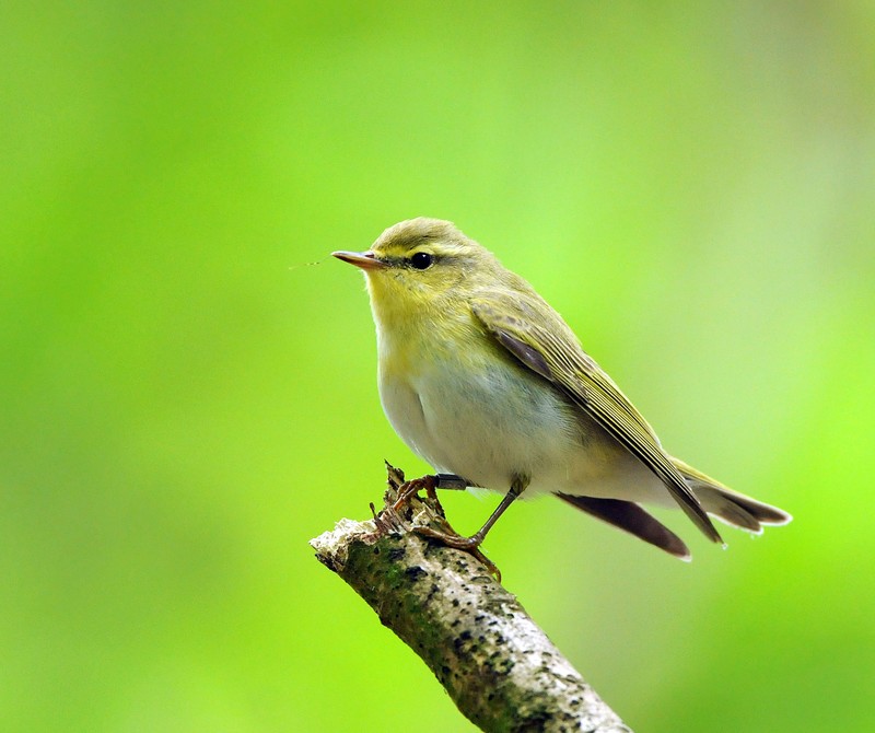 Wood Warbler