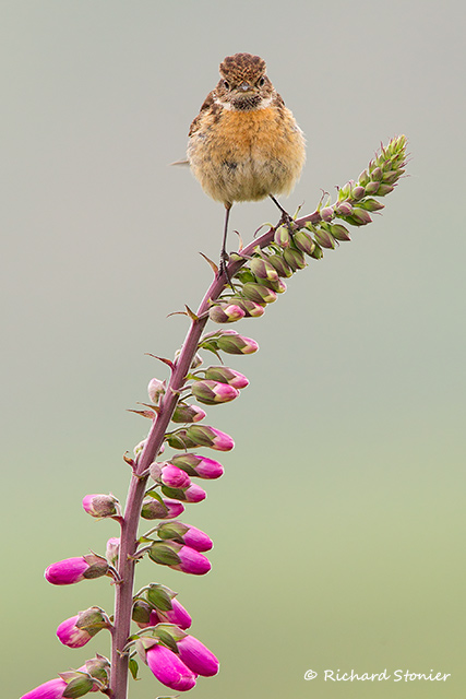 Stonechat