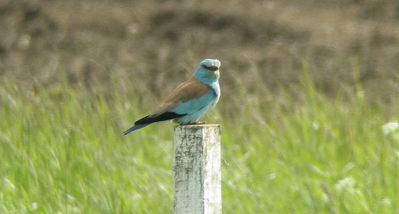 Roller