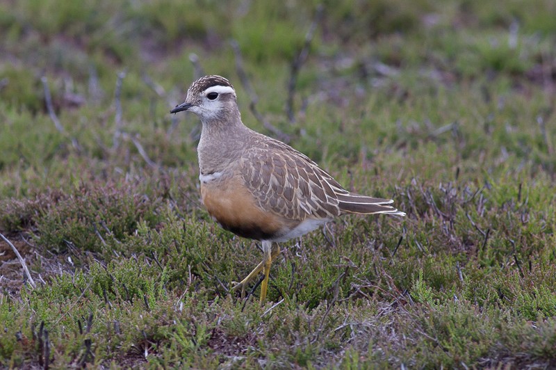 Dotterel
