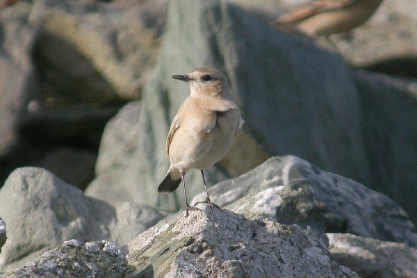 Isabelline Wheatear