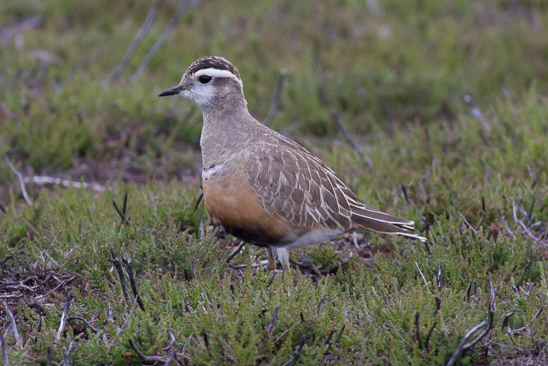 Dotterel