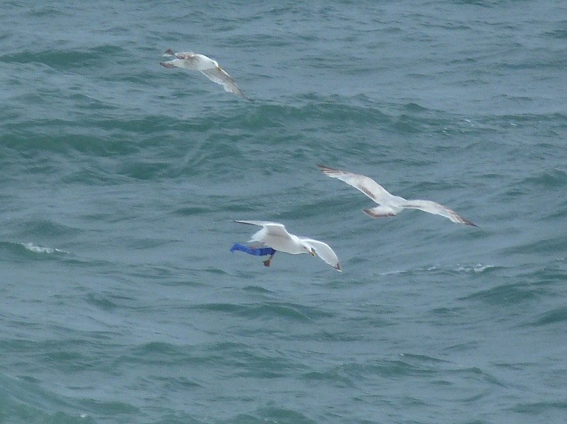 Herring Gull