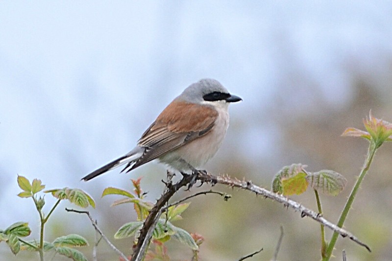 Red-backed Shrike