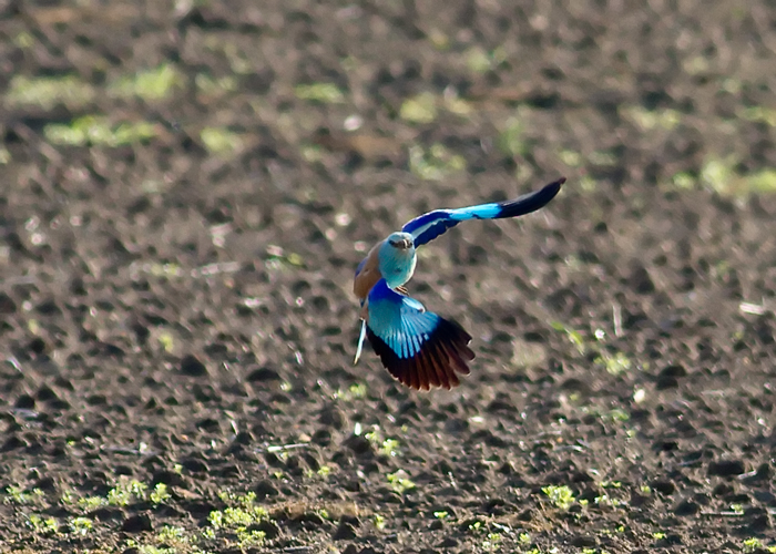 Roller