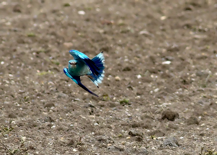 Roller