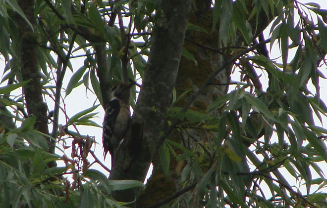 Lesser Spotted Woodpecker
