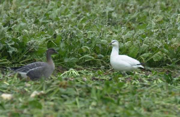 Ross's Goose