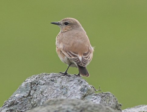 Isabelline Wheatear