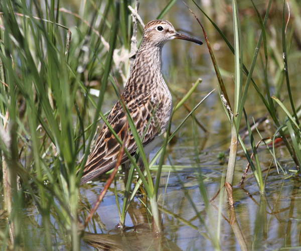 Pectoral Sandpiper