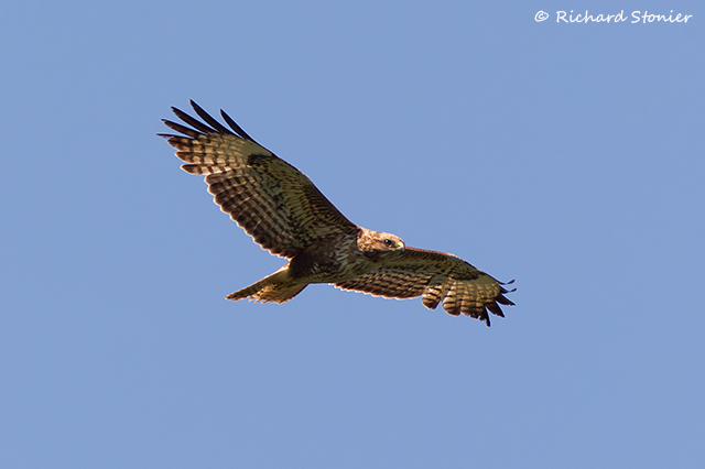 Common Buzzard