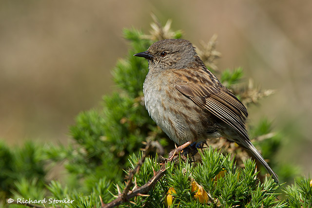 Dunnock